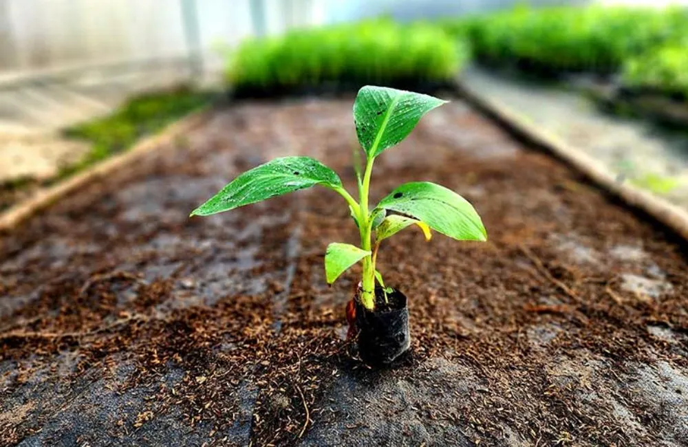 Chuối khổng lồ Musa Hua Moa