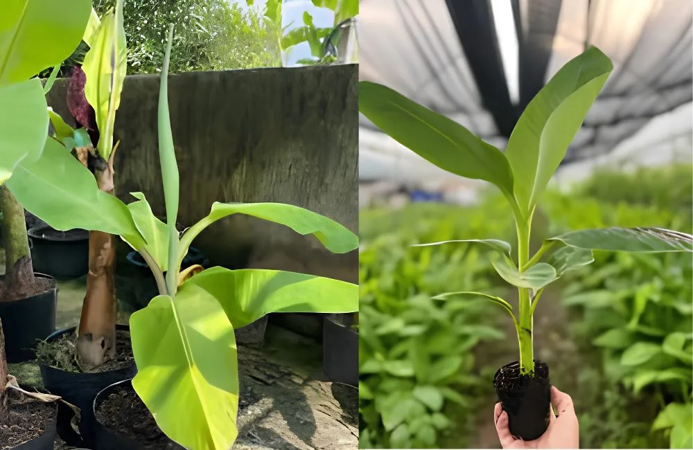 Chuối khổng lồ Musa Hua Moa