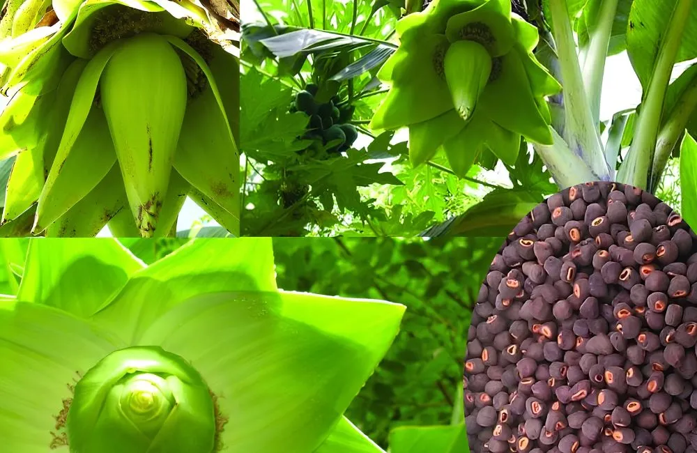 Chuối Mồ Côi Cấy Mô