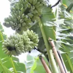 Trồng chuối sáp bao lâu cho trái và thu hoạch ?