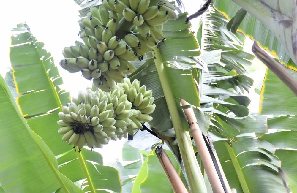 Chuối sáp bao lâu ra trái