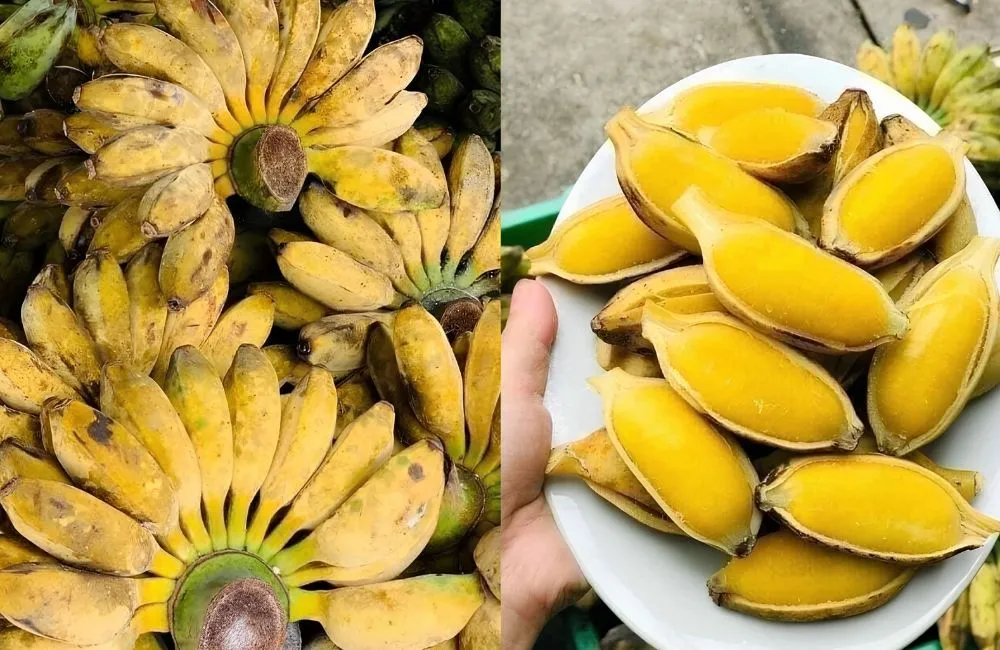 Chuối sáp bao lâu ra trái