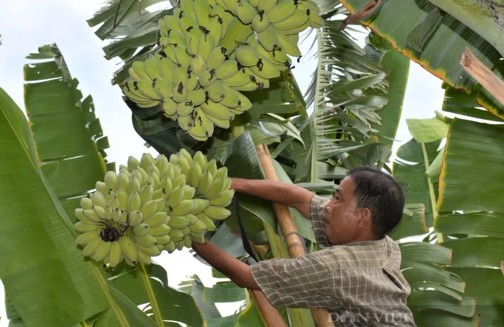 Chuối sáp bao lâu ra trái