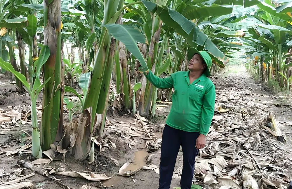 Chuối sáp bao lâu ra trái