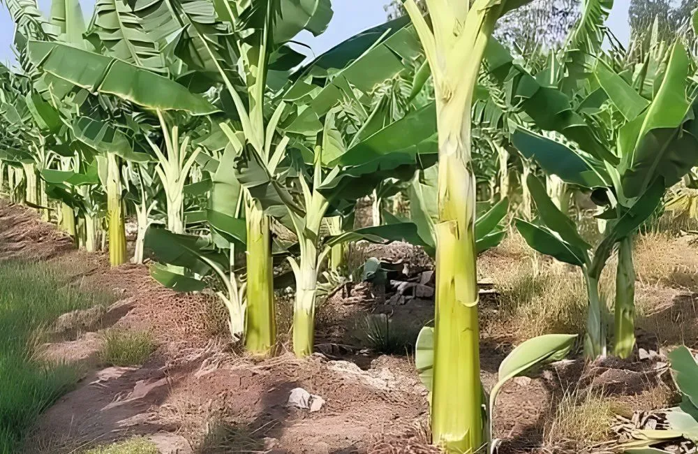 Chuối sáp bao lâu ra trái