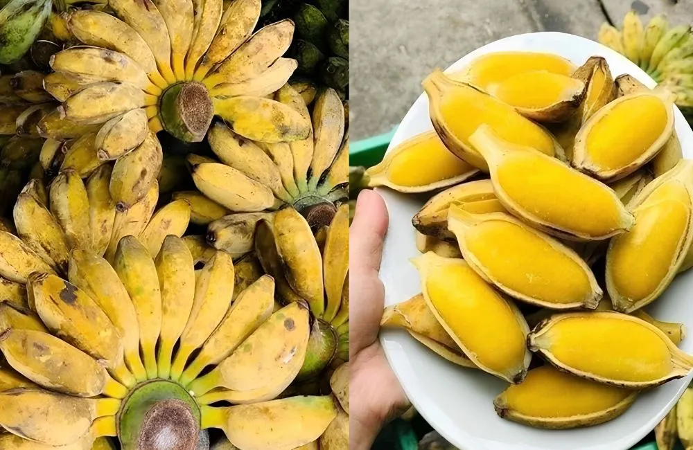 Chuối Sáp Cấy Mô
