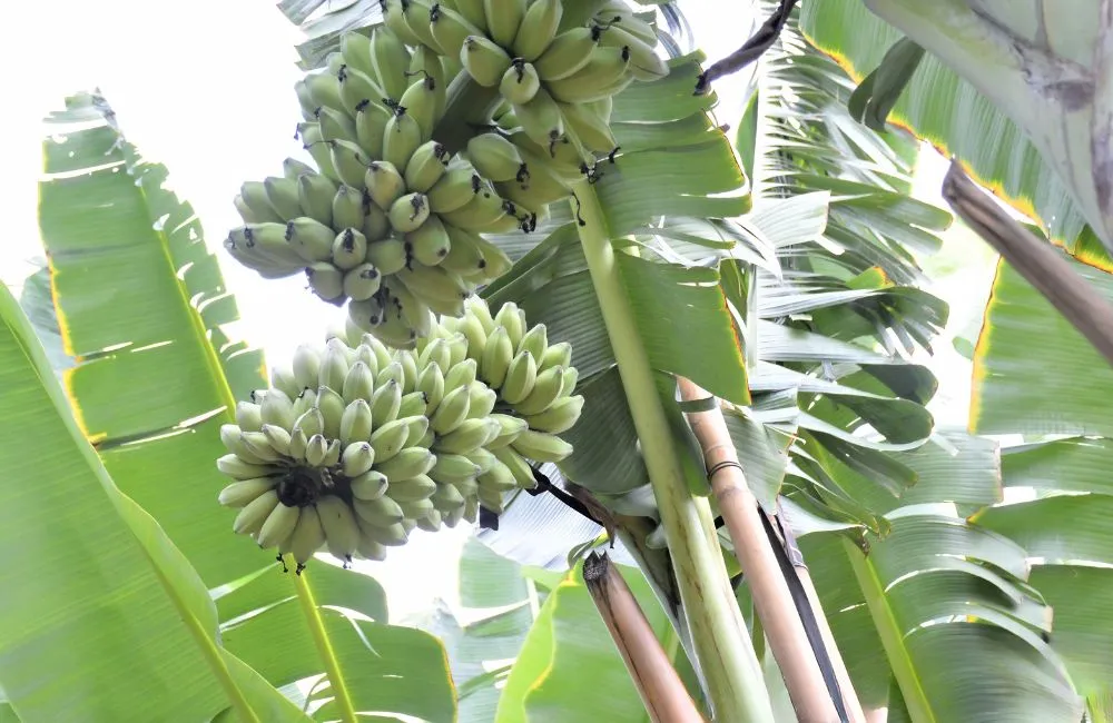 Chuối Sáp Cấy Mô