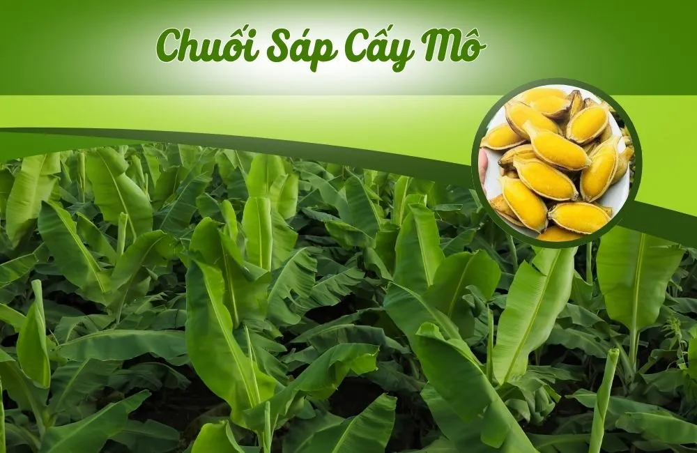 Chuối Sáp Cấy Mô