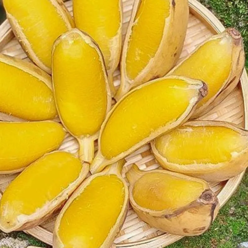 Chuối Sáp Cấy Mô