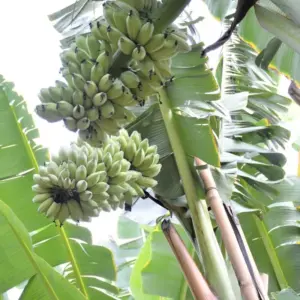 Chuối Sáp Cấy Mô