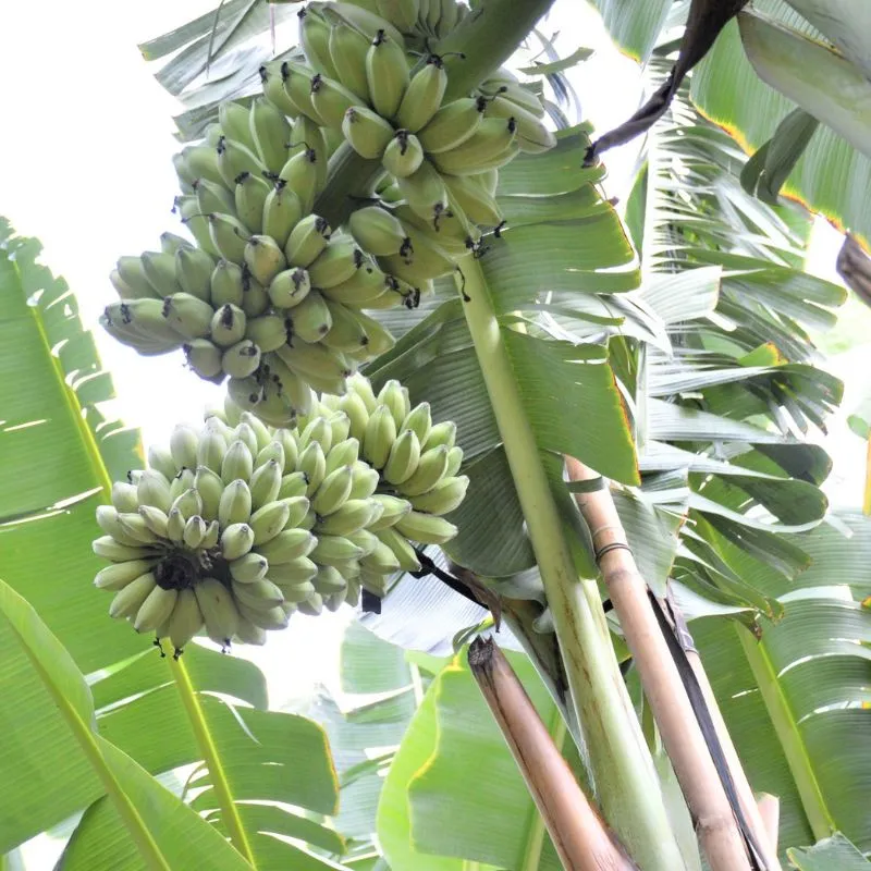 Chuối Sáp Cấy Mô