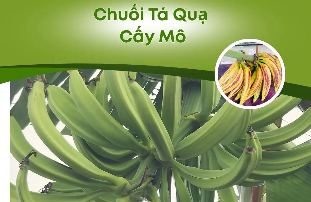 Chuối Tá Quạ Cấy Mô