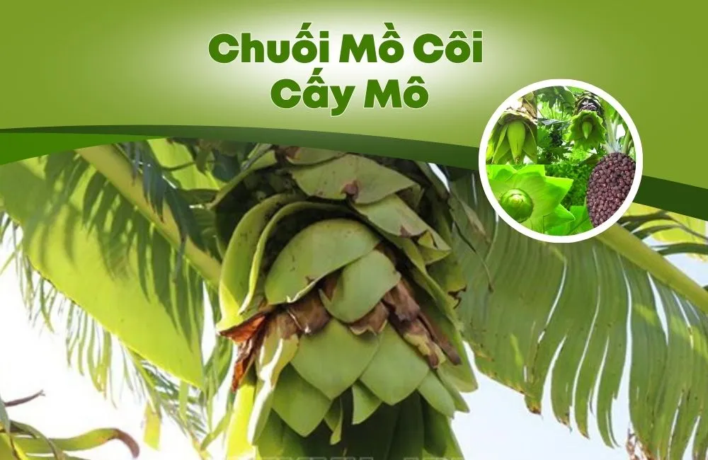 Chuối Mồ Côi Cấy Mô