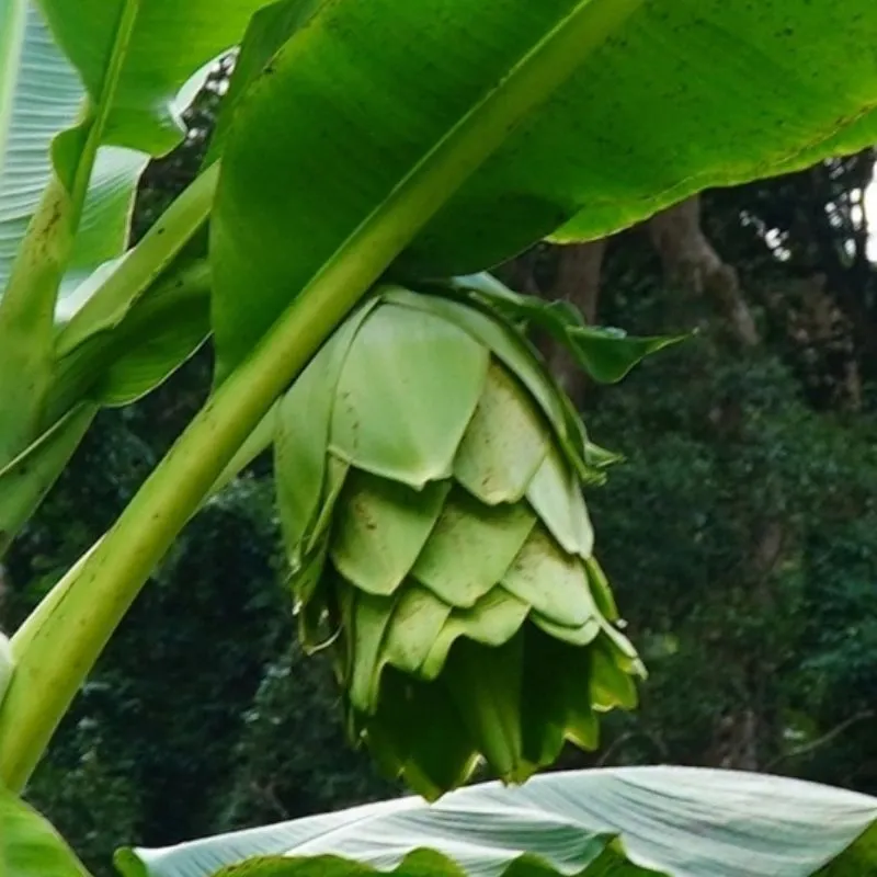 Chuối Mồ Côi Cấy Mô
