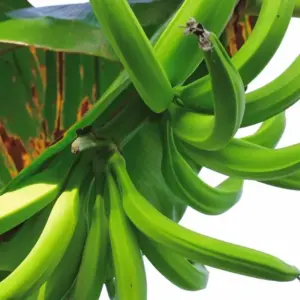 Chuối Tá Quạ Cấy Mô