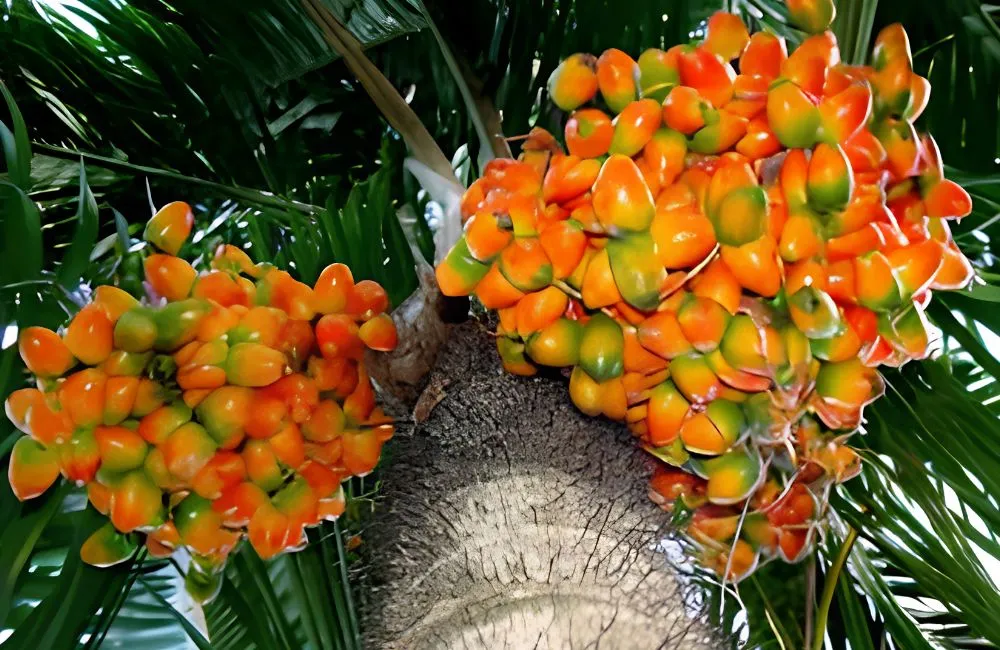 Cọ đào công trình