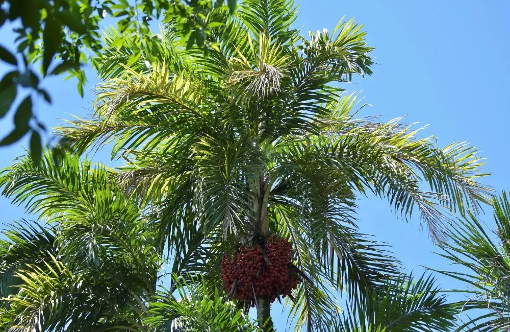 Cọ đào công trình