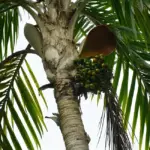 Cọ đào công trình có phải là lựa chọn tối ưu