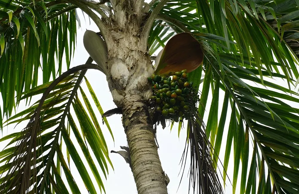 Cọ đào công trình