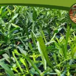 Công dụng cây xáo tam phân - Điều ít người biết