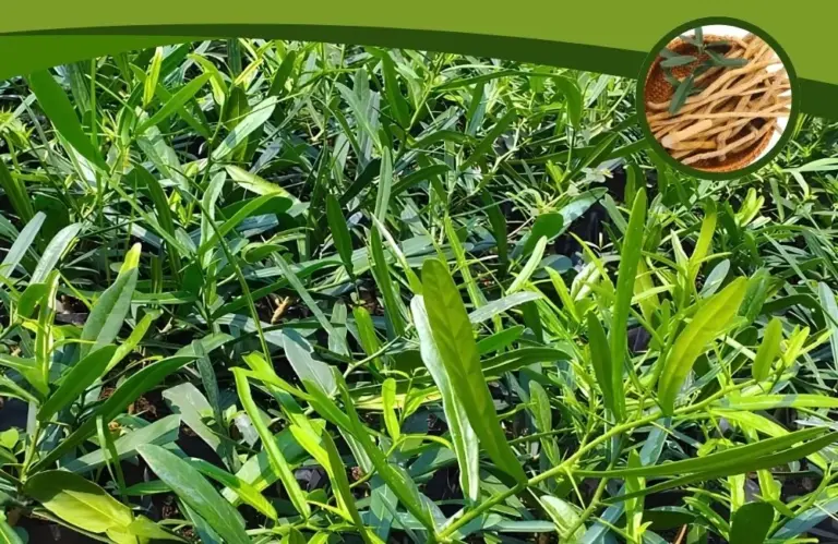 Công dụng cây xáo tam phân – Điều ít người biết