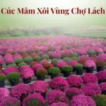 Vì sao cúc mâm xôi cấy mô đang gây chú ý tại Chợ Lách