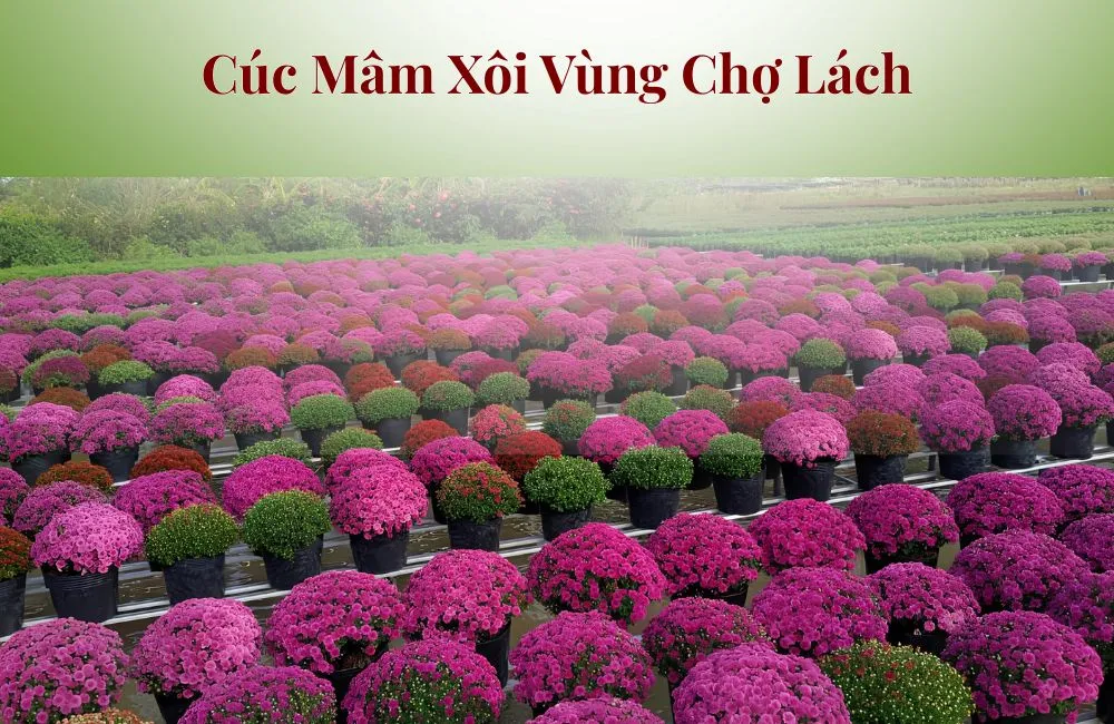 Cúc mâm xôi cấy mô Chợ Lách