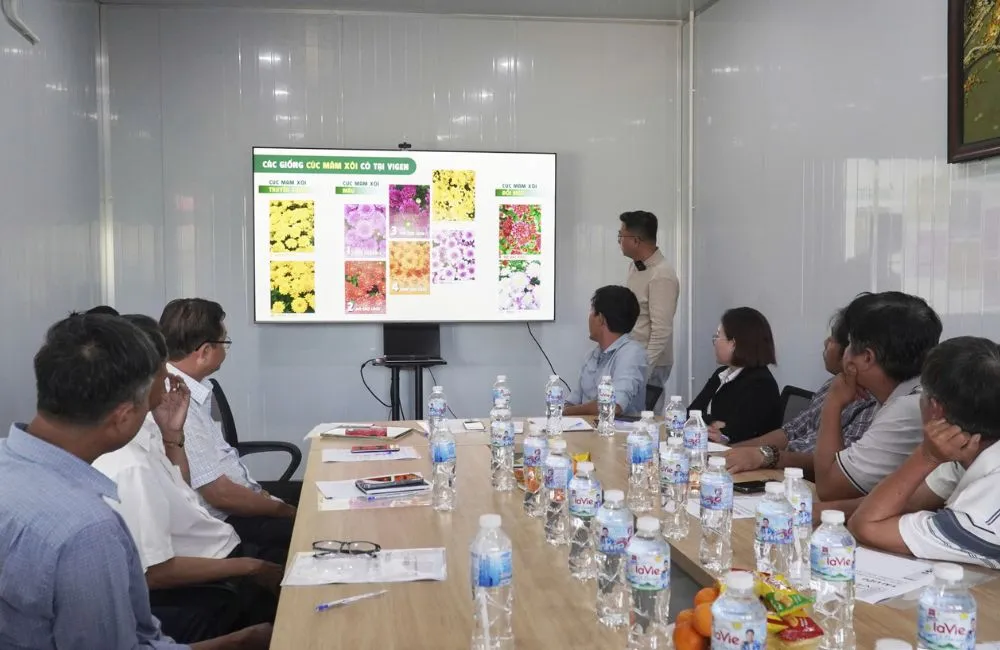 Cúc mâm xôi cấy mô Chợ Lách