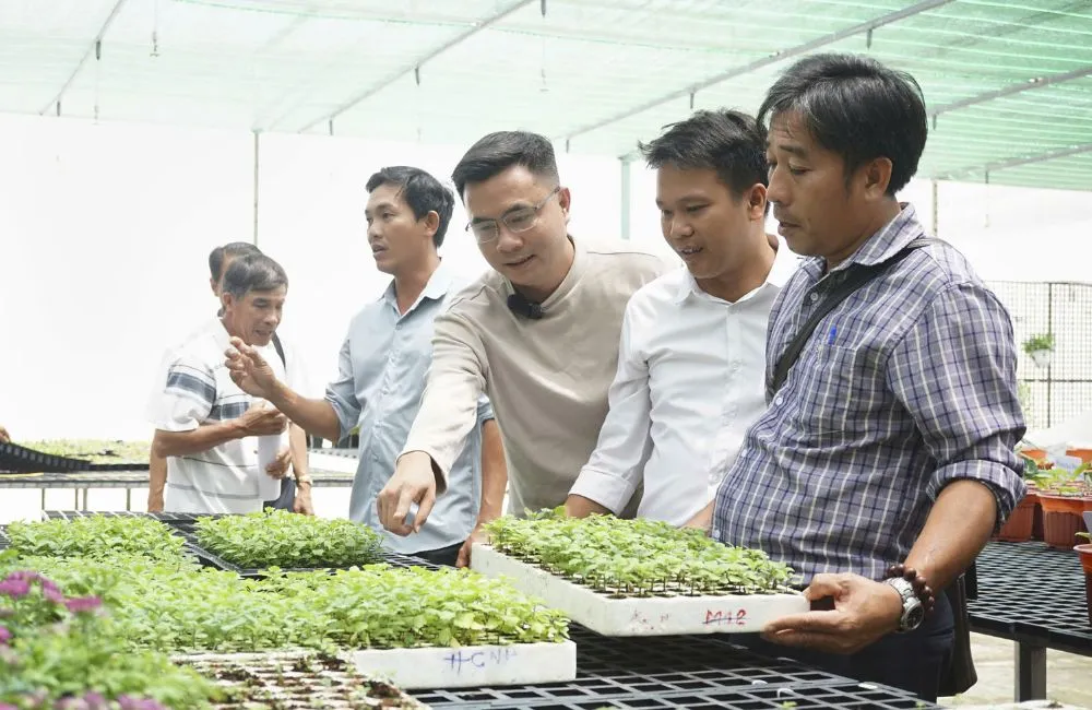 Cúc mâm xôi cấy mô Chợ Lách