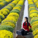 Vì sao cúc mâm xôi cấy mô được nhà vườn ưa chuộng