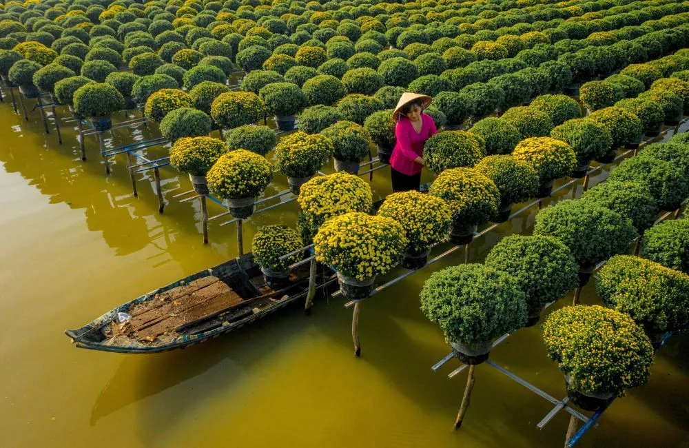 Cúc mâm xôi cấy mô được ưu chuộng