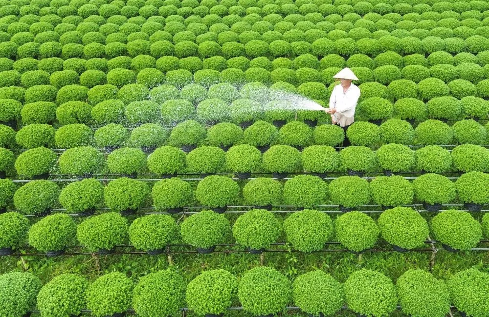 Cúc mâm xôi cấy mô được ưu chuộng