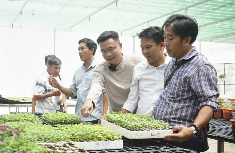 Cúc mâm xôi cấy mô được ưu chuộng
