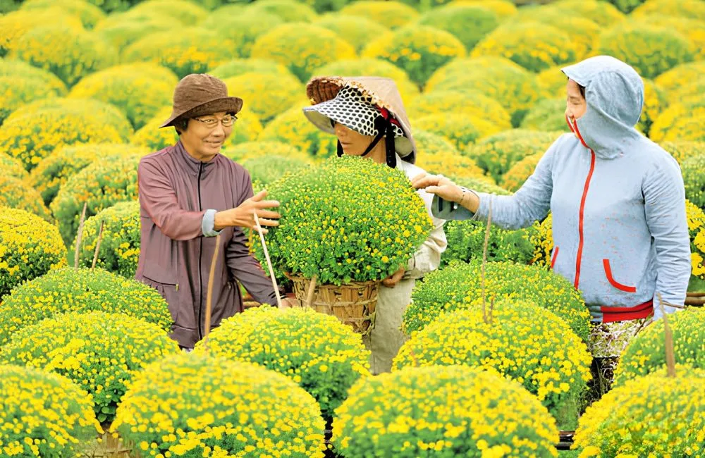 Cúc mâm xôi cấy mô và cúc mâm xôi giâm cành