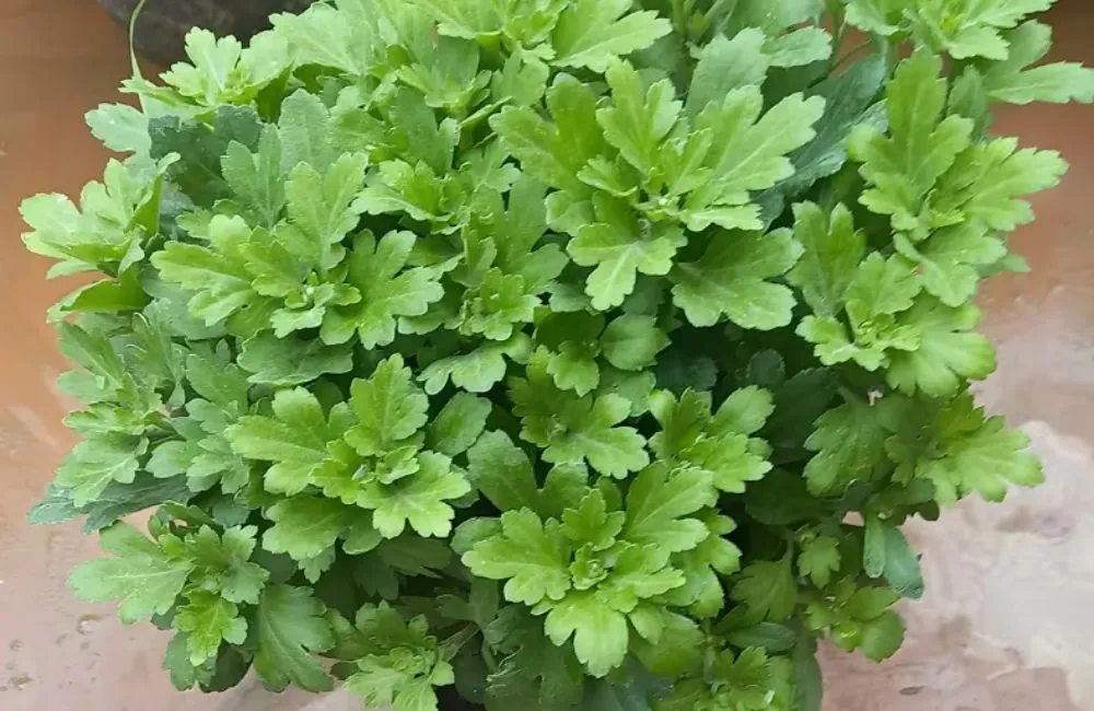 Cúc mâm xôi cấy mô và cúc mâm xôi giâm cành