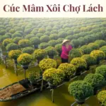 Cúc mâm xôi Chợ Lách đổi mới nhờ công nghê cấy mô