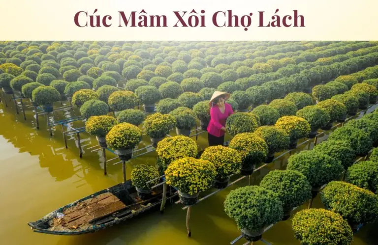 Cúc mâm xôi Chợ Lách đổi mới nhờ công nghê cấy mô