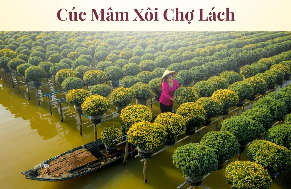 Cúc mâm xôi Chợ Lách