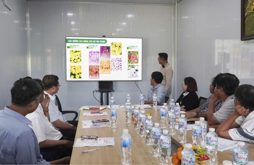 Cúc mâm xôi Chợ Lách