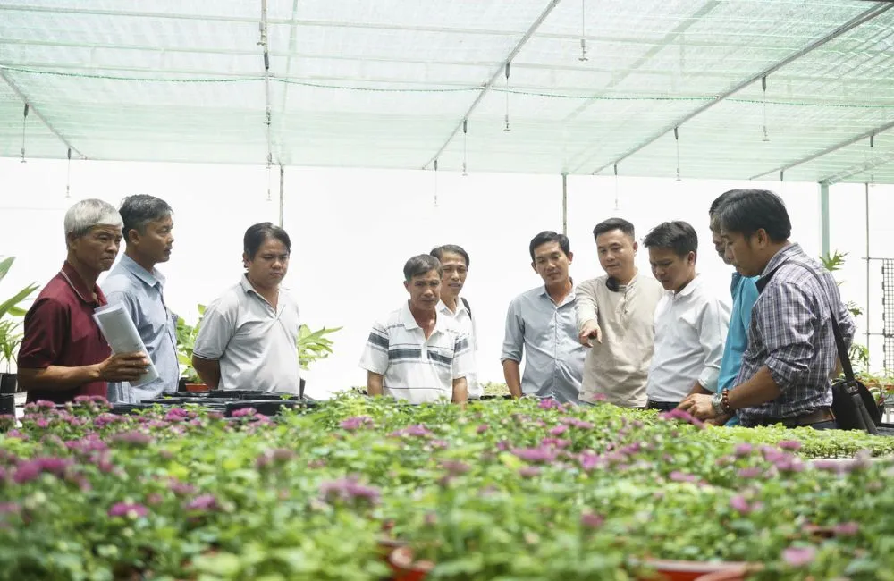 Cúc mâm xôi Chợ Lách
