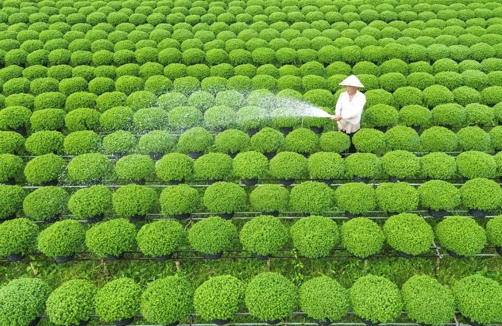 Cúc mâm xôi Chợ Lách