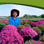 Cúc mâm xôi hồng Chợ Lách cấy mô: Hướng đi mới của làng hoa