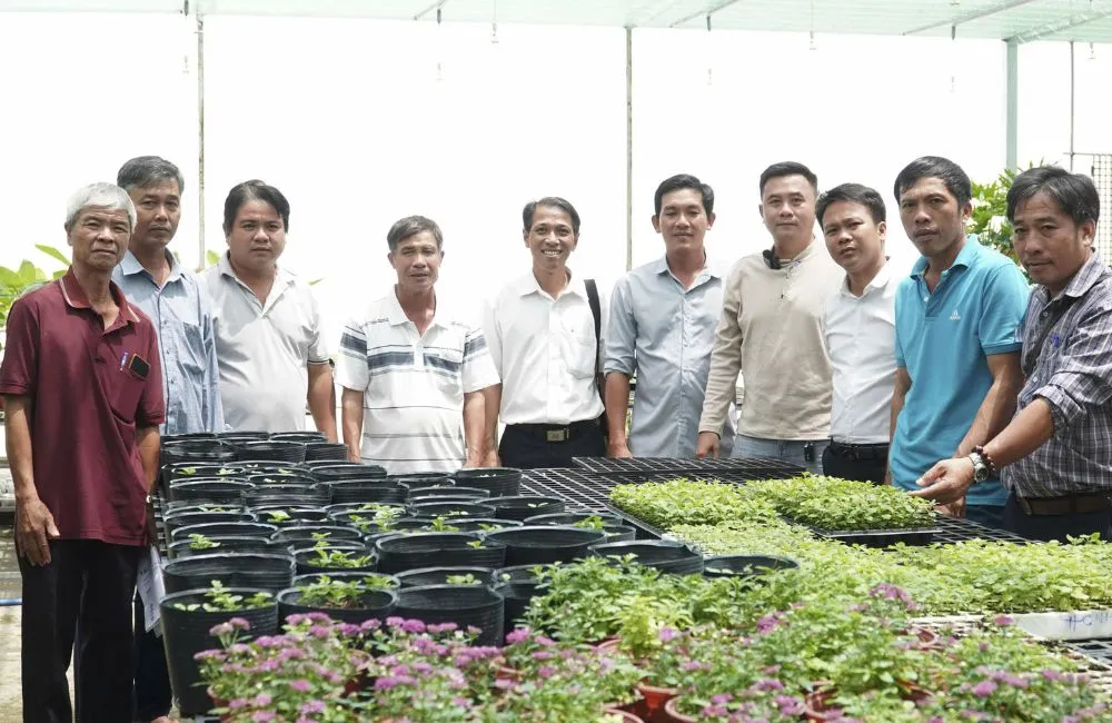 Cúc mâm xôi hồng Chợ Lách cấy mô
