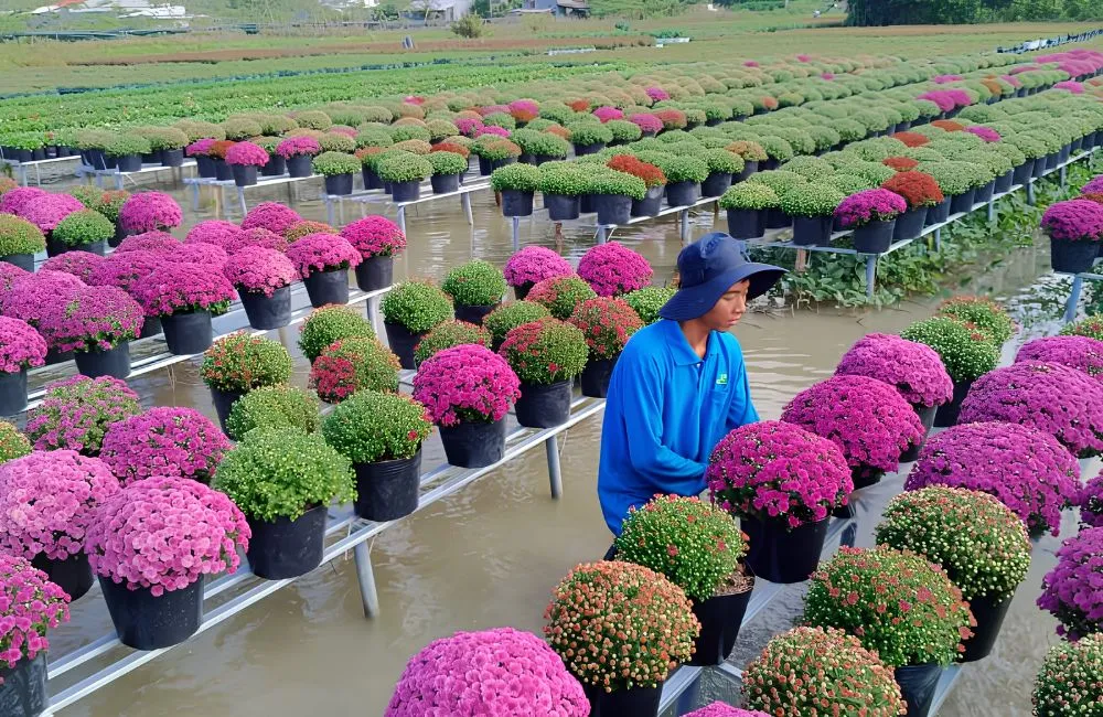 Cúc mâm xôi hồng Chợ Lách cấy mô