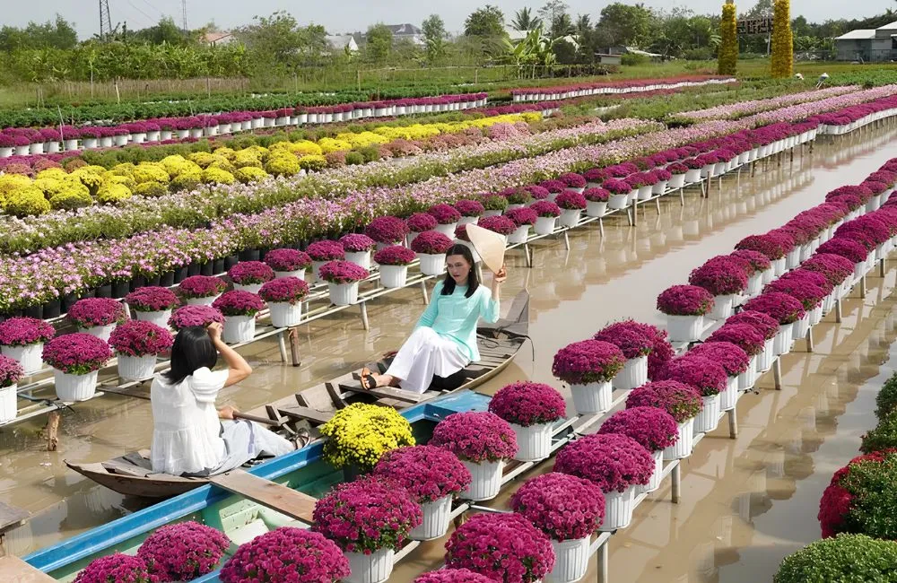 Cúc mâm xôi hồng Chợ Lách cấy mô