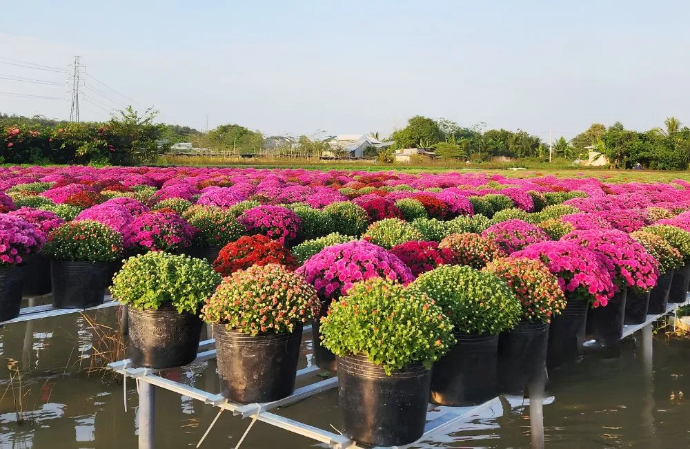 Chăm sóc cuc mâm xôi nở đúng tết