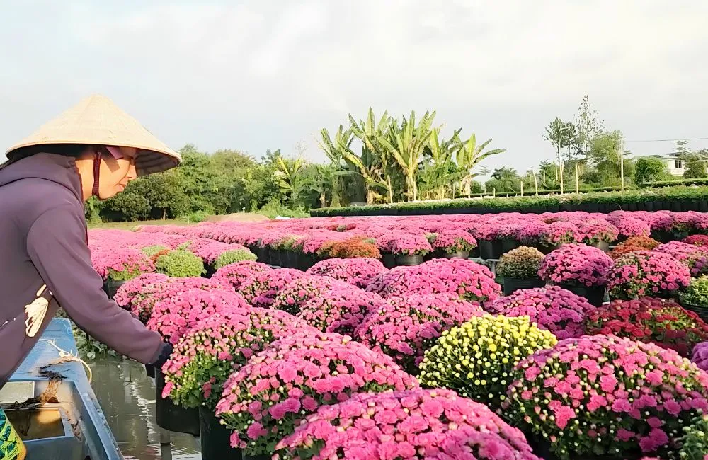 Chăm sóc cúc mâm xôi nở đúng tết