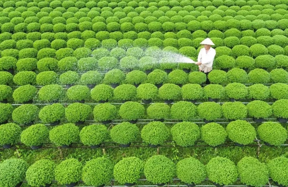 Chăm sóc cúc mâm xôi nở đúng tết