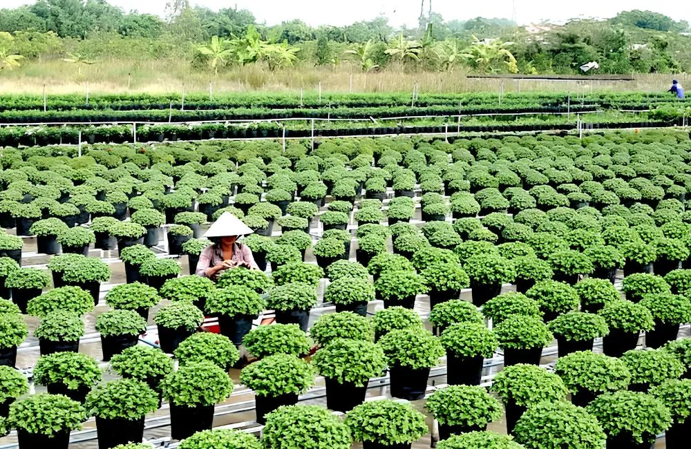 Chăm sóc cúc mâm xôi nở đúng tết
