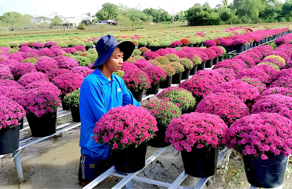 Chăm sóc cúc mâm xôi nở đúng tết